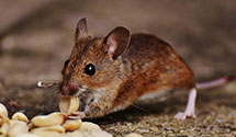 24 Hour & Emergency Exterminators in Townsend, VA